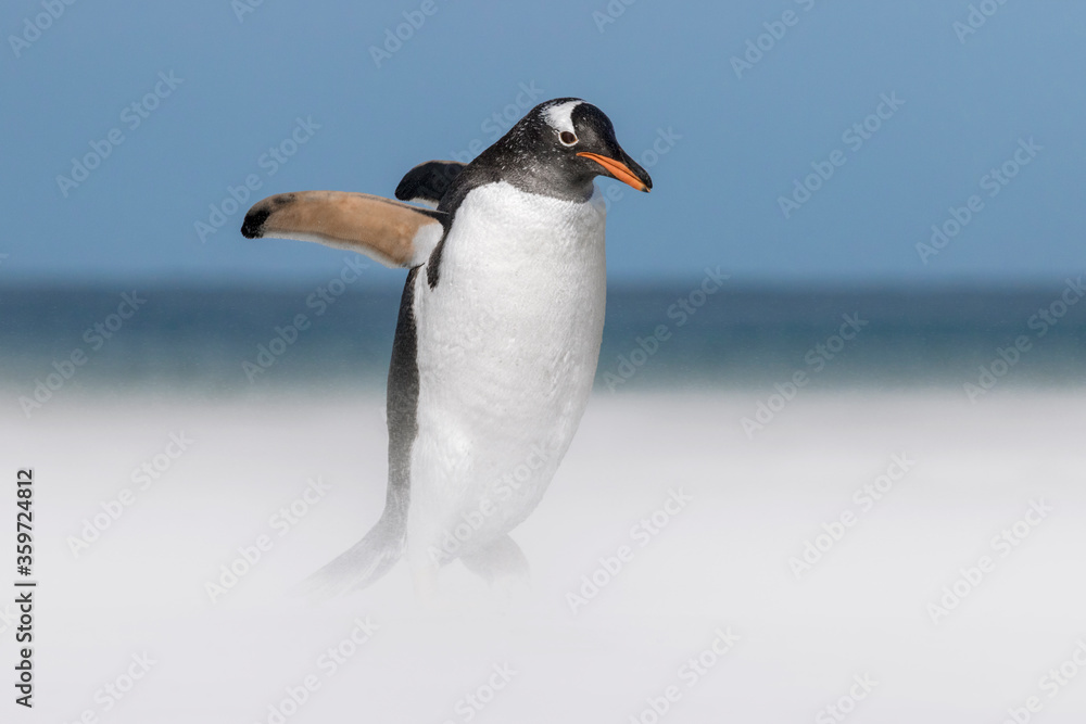 Fototapeta premium Gentoo Penguin walking in sandstorm