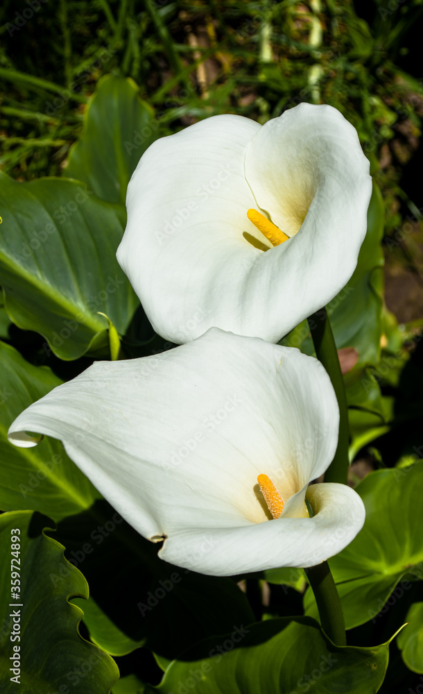 Fototapeta premium White flower with yellow center 