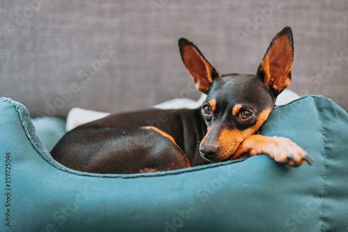 portrait of a small miniature pinscher dog relaxing in bed