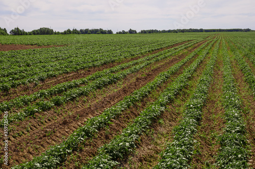 green potato field on a summer day