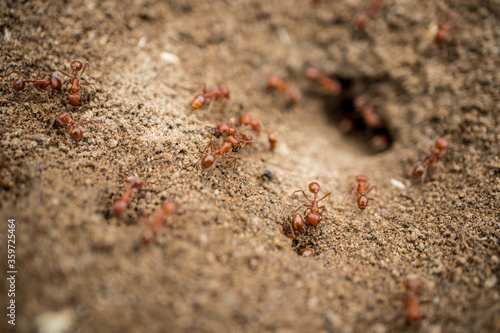 A colony of California Harvester Ants working around their nest - macro