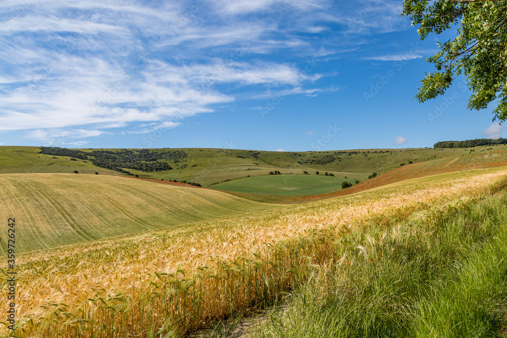 A Rural Sussex Summer Landscape