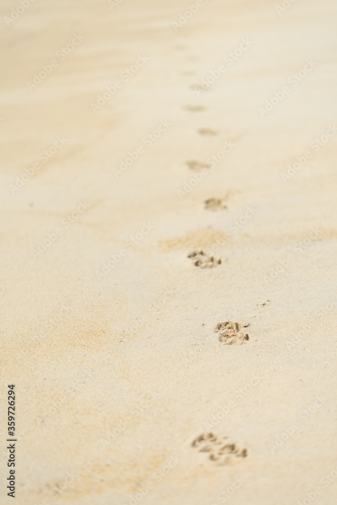 dog footprint on sand beach background dog footprint on sand beach background