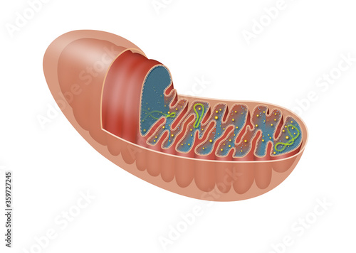 The mitochondrion is a double-membrane-bound organelle found in most eukaryotic organisms photo