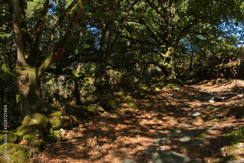 Hiking track at the village Castro near Parada de Sil in Galicia,Spain,Europe
Hiking track at the village Castro near Parada de Sil in Galicia,Spain,Europe