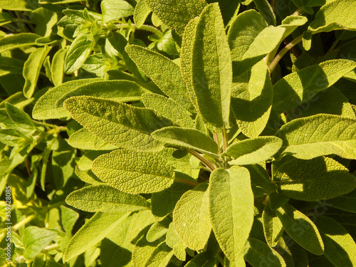Close-up photograph of Common Sage herb (Salvia officinalis) in a summer garden