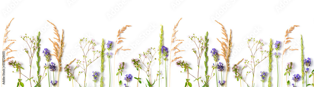 Naklejka premium Various wild meadow flowers and herbs on a white background top view, flat lay, banner. Border of bright fragrant meadow herbs and flowers.