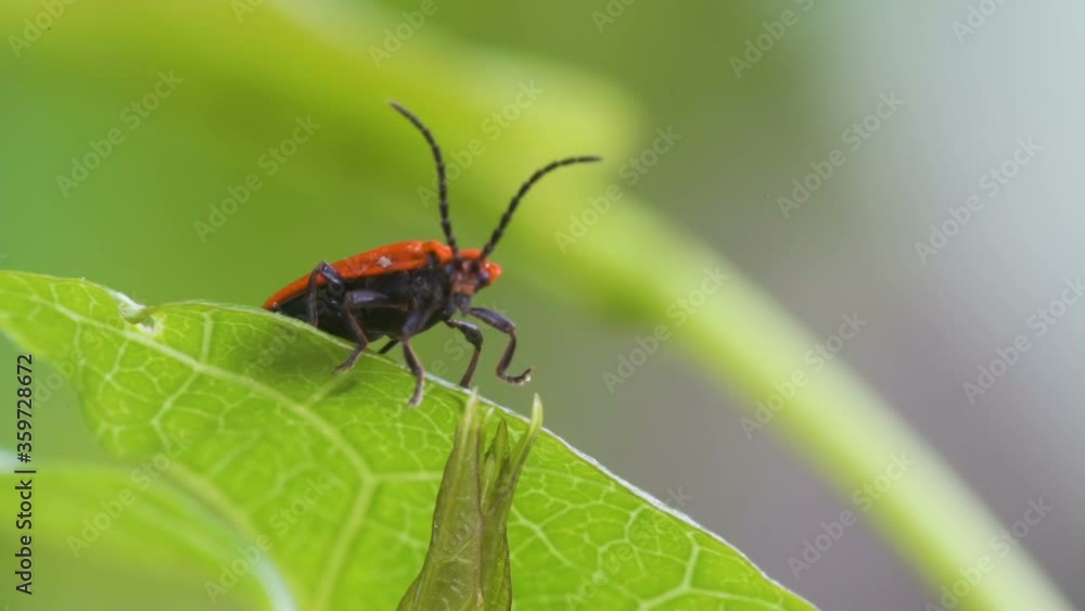 Closer look of the Anoplodera rubra or Longhorn beetle in the leaf Closer look of the Anoplodera rubra or Longhorn beetle in the leaf