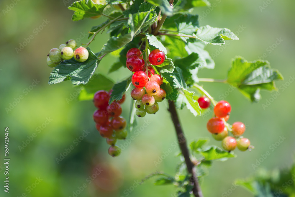 Closeup of red gooseberries in a field by sunny day Closeup of red gooseberries in a field by sunny day
