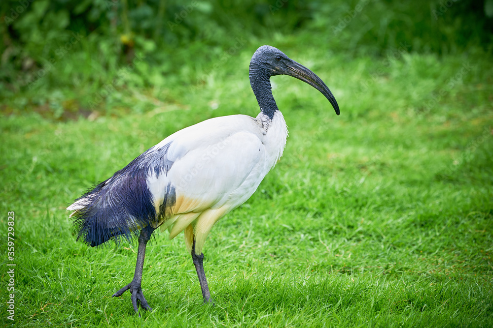 Fototapeta premium Black-headed ibis in natural habitat (Threskiornis melanocephalus) 