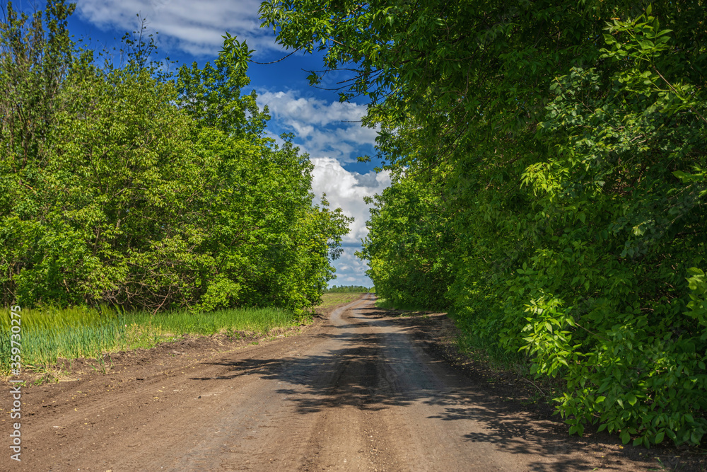 Car-free, empty rural countryside road, on a sunny summer, spring day, receding into the distance, against a blue sky with white clouds and trees on the horizon, along the field Car-free, empty rural countryside road, on a sunny summer, spring day, receding into the distance, against a blue sky with white clouds and trees on the horizon, along the field