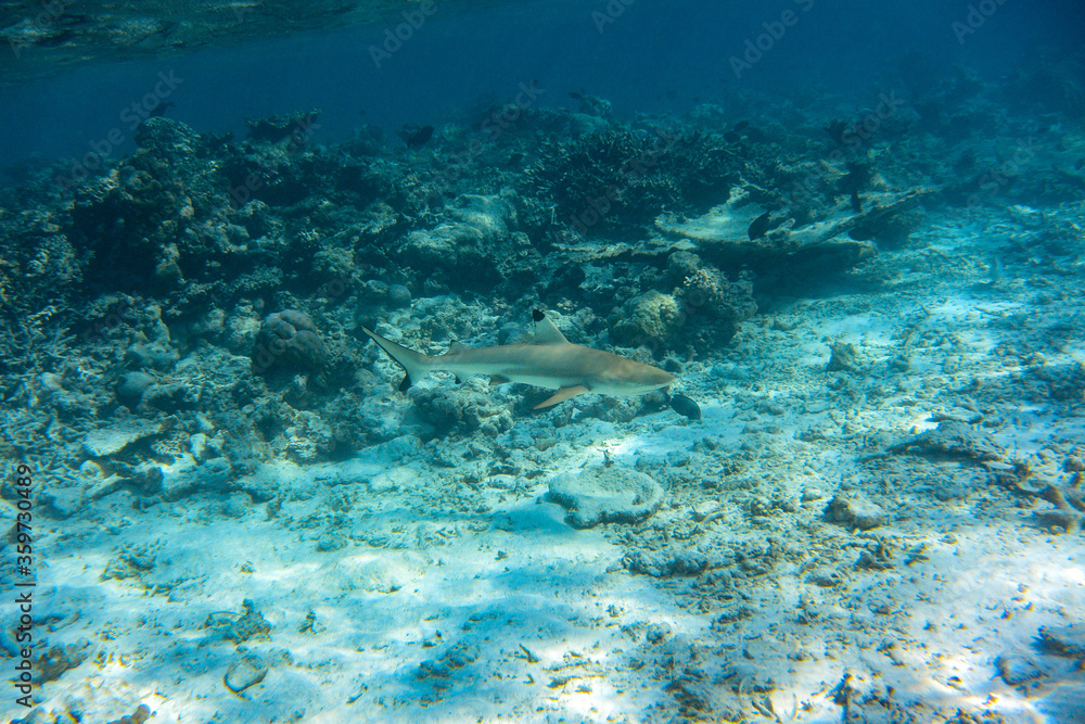 Blacktip Reef Shark (Carcharhinus melanopterus) swimming across coral reef in the Maldives Blacktip Reef Shark (Carcharhinus melanopterus) swimming across coral reef in the Maldives