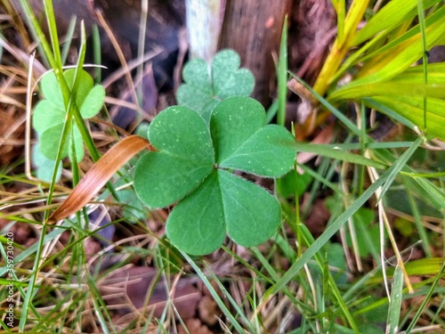 green grass with dew