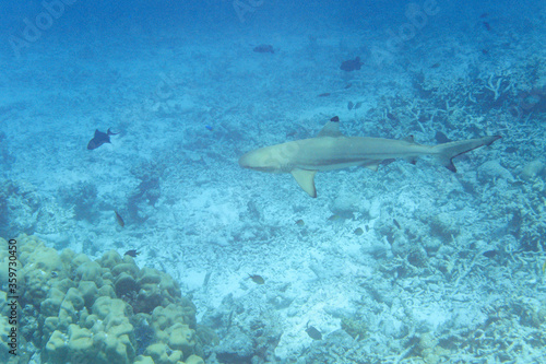 Blacktip Reef Shark  Carcharhinus melanopterus  swimming across coral reef in the Maldives