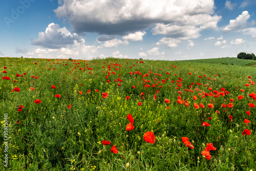 red poppies in the field on a sunny day.