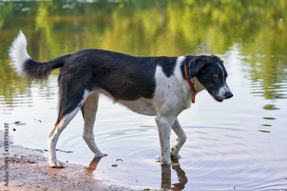 Black and white hunting dog, walking on water, his tail Black and white hunting dog, walking on water, his tail