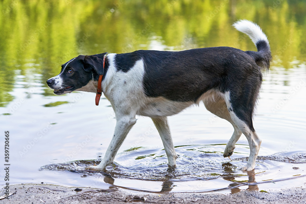 Black and white hunting dog, walking on water, his tail