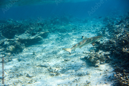 Blacktip Reef Shark (Carcharhinus melanopterus) swimming across coral reef in the Maldives