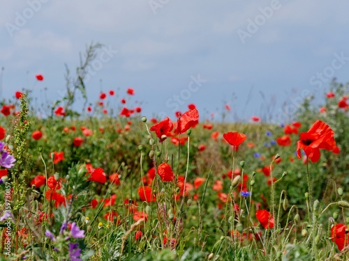 Mohnblumen auf dem Feld © Clarini
