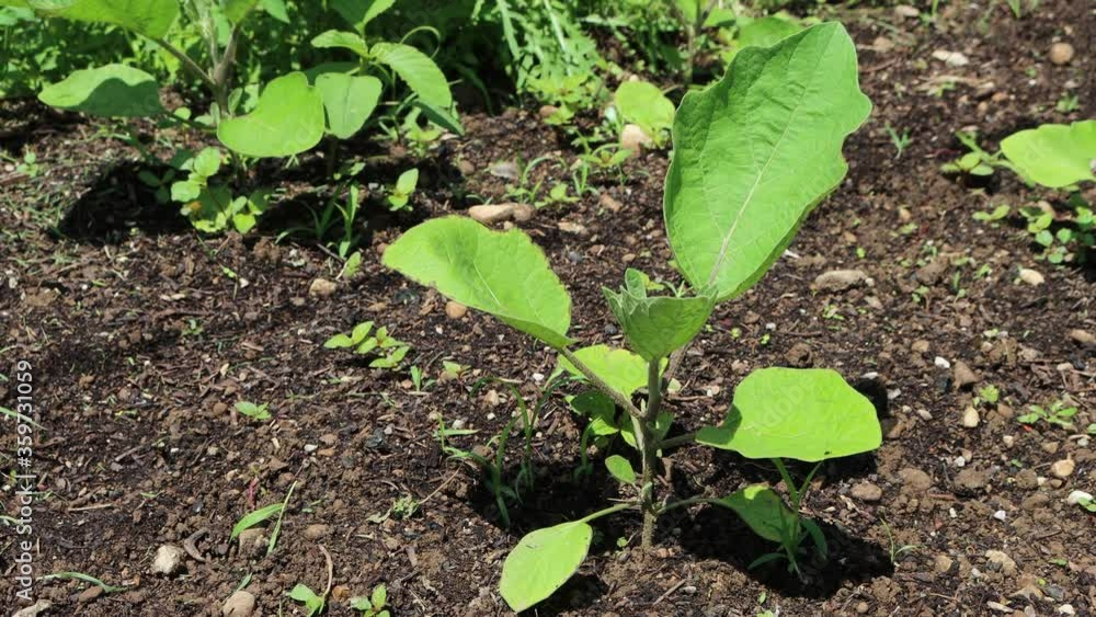 Small Eggplant plant growing in the vegetable garden on springtime. Cultivated Solanum melongena Small Eggplant plant growing in the vegetable garden on springtime. Cultivated Solanum melongena