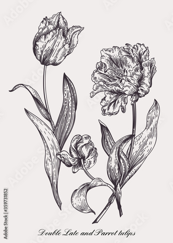 Vector drawing of three tulips.