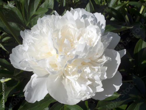 flowering peony pink and white with buds