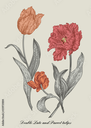 Three tulips. Bouquet of flowers.