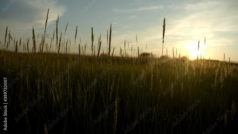 field of grass in the sunset trembling field of grass in the sunset trembling
