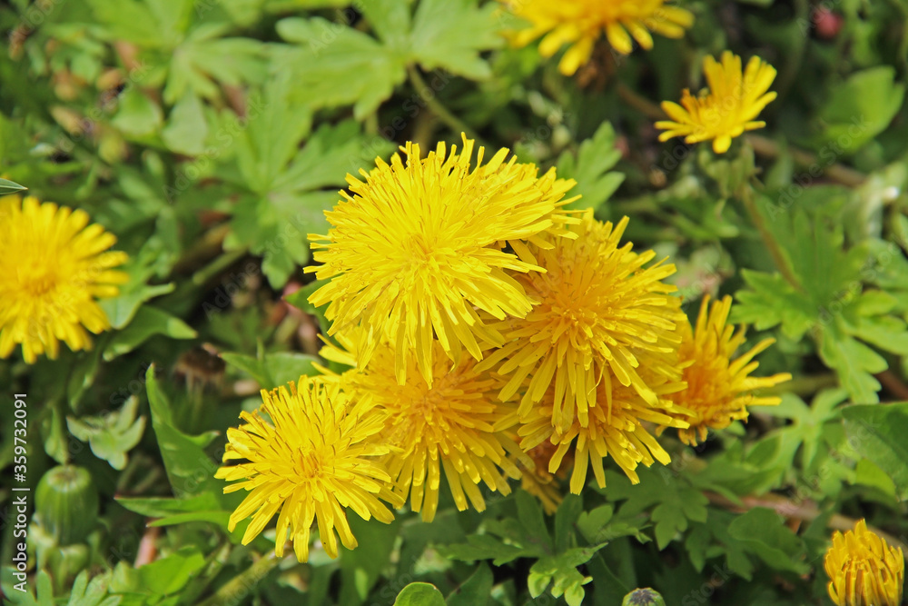 Yellow dandelions on the green field in summer. Yellow dandelions on the green field in summer.