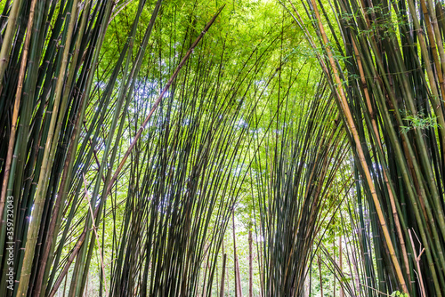 Beautiful landscape green nature bamboo forest tunnel in Wat Chulapornwanaram ,Nakornnayok ,Thailand. Natural Background.