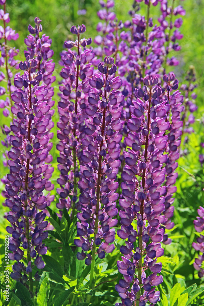 Fototapeta premium Pink purple lupine flowers in summer.