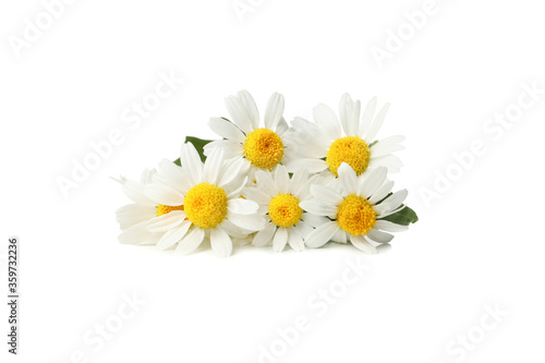 Wallpaper Mural Beautiful chamomiles isolated on white background. Flowers Torontodigital.ca