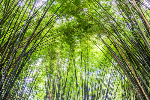 Beautiful landscape green nature bamboo forest tunnel in Wat Chulapornwanaram  Nakornnayok  Thailand. Natural Background.