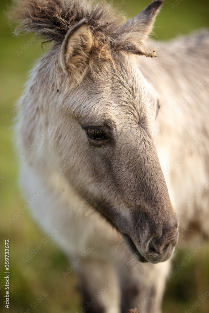 Konik horse, four-hoofed companion of an old, original pony breed that is resilient Konik horse, four-hoofed companion of an old, original pony breed that is resilient
