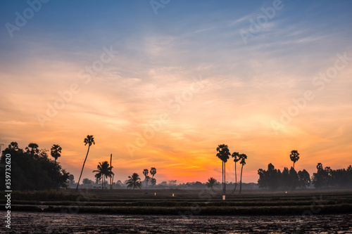 sugar palm trees on the sunrise background