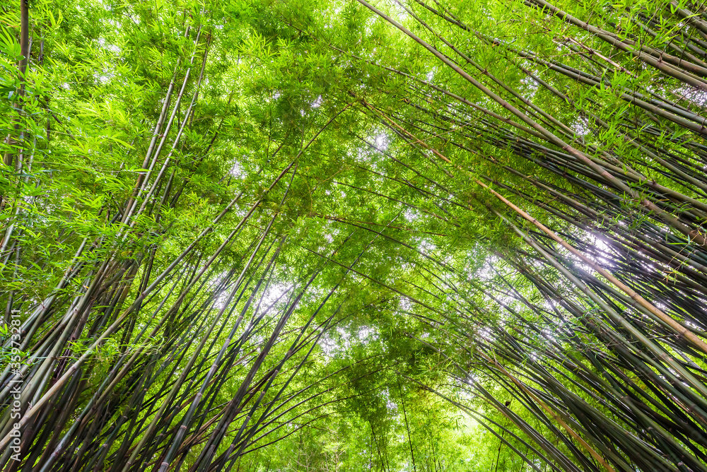 Beautiful landscape green nature bamboo forest tunnel in Wat Chulapornwanaram ,Nakornnayok ,Thailand. Natural Background. Beautiful landscape green nature bamboo forest tunnel in Wat Chulapornwanaram ,Nakornnayok ,Thailand. Natural Background.
