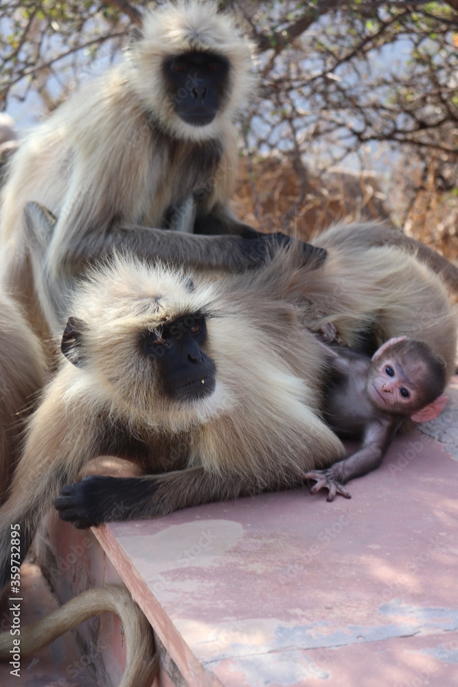 Obraz premium Baby monkey