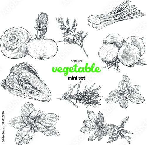 Natural vegetable mini set. Vintage hand drawing sketch vector illustration. Line graphics. Kohlrabi, lettuce, dill, tarragon, savory, basil, marjoram, onion, green onion
