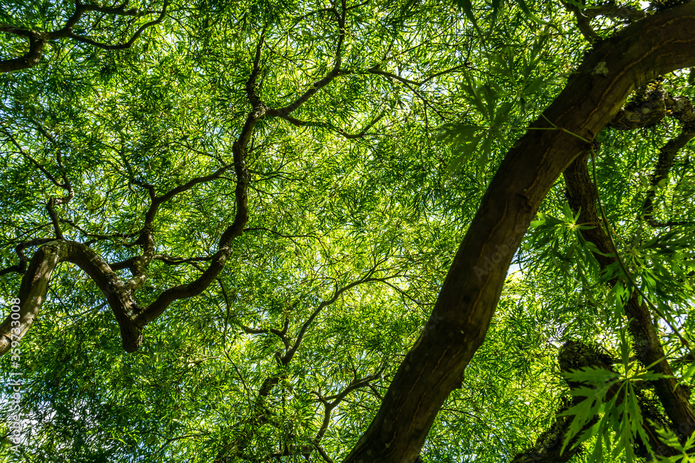Branches Silouette Background Branches Silouette Background
