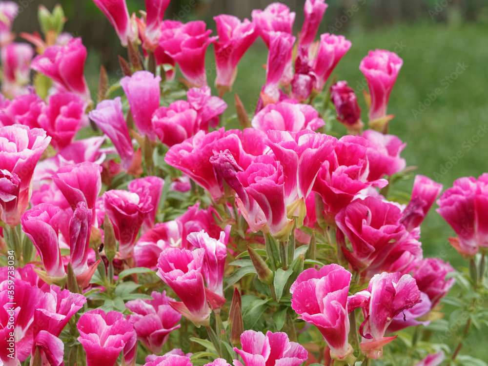 (Godetia clarkia) Godétia ou fleur de satin aux pétales en forme d'entonnoir, de ton pastel rouge et blanc, magnifique plante de jardinière (Godetia clarkia) Godétia ou fleur de satin aux pétales en forme d'entonnoir, de ton pastel rouge et blanc, magnifique plante de jardinière