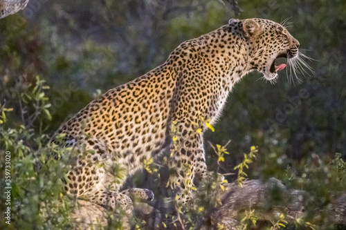 Leopard (Panthera pardus) photographed by the light of a spotlight in the Timbavati Reserve, South Africa