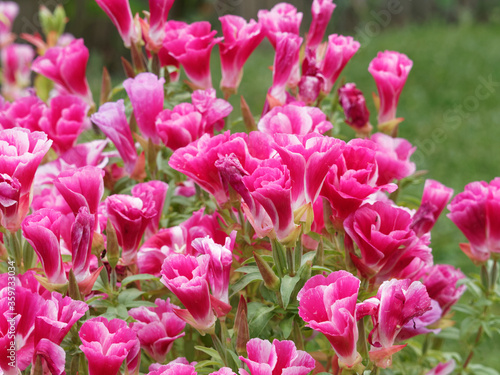 (Godetia clarkia) Godétia ou fleur de satin aux pétales en forme d'entonnoir, de ton pastel rouge et blanc, magnifique plante de jardinière