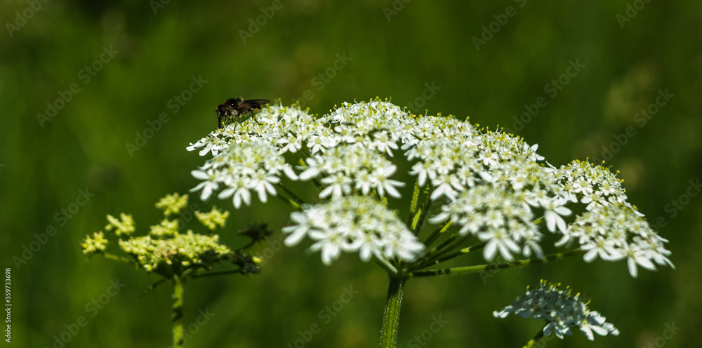 Fototapeta premium bee on a flower