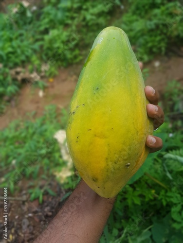 Papaya fruit in hand