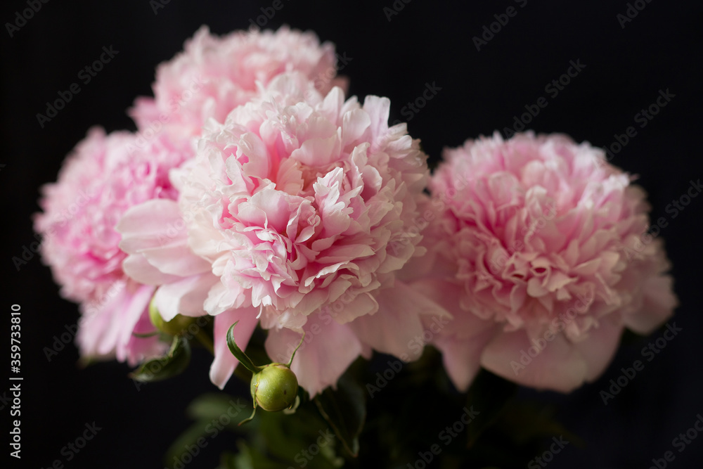 Blooming peony on a black background Blooming peony on a black background