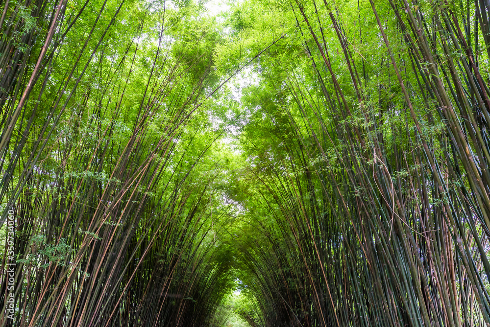 Beautiful landscape green nature bamboo forest tunnel in Wat Chulapornwanaram ,Nakornnayok ,Thailand. Natural Background. Beautiful landscape green nature bamboo forest tunnel in Wat Chulapornwanaram ,Nakornnayok ,Thailand. Natural Background.