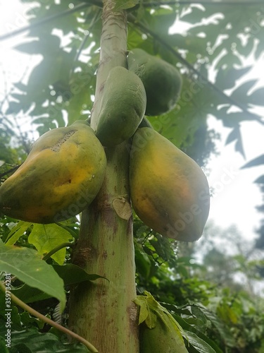 Papaya tree