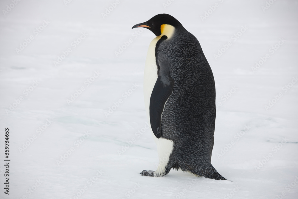 Fototapeta premium Antarctica emperor penguins close-up on a cloudy winter day