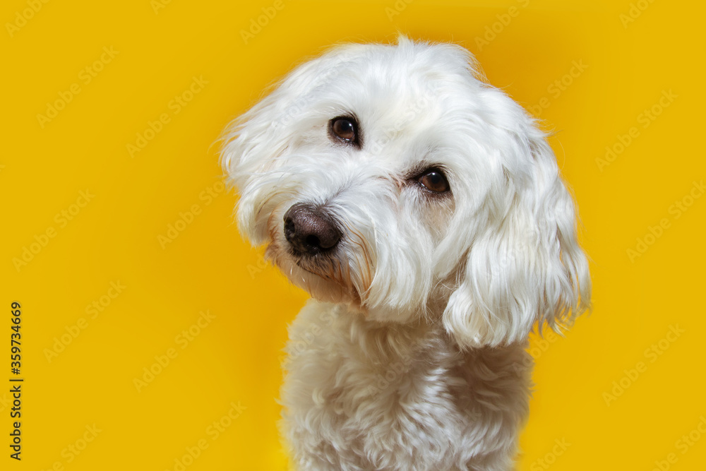 Cute puppy dog tilting head side. Isolated on yellow background.