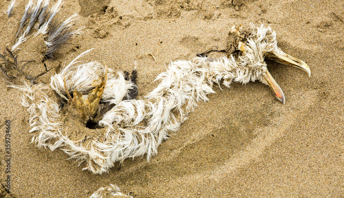 The skeleton of a partially decomposed seagul, with some feathers,  on the sandy beach at Canon Beach on the north Oregon coast. photo